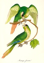 Aus Auktion 44: Brehm, Papageien, 1842